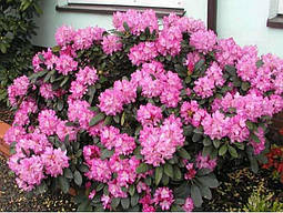 Рододендрон Blurettia 4 річний 30-40cм, Рододендрон гибридный Блюреттия, Rhododendron yakushimanum, фото 6