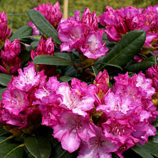 Рододендрон Blurettia 4 річний 30-40cм, Рододендрон гибридный Блюреттия, Rhododendron yakushimanum, фото 4