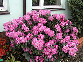 Рододендрон Blurettia 4 річний 30-40cм, Рододендрон гибридный Блюреттия, Rhododendron yakushimanum, фото 3