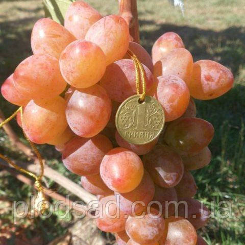 Виноград Аладдин
