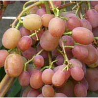 Виноград Хамелеон