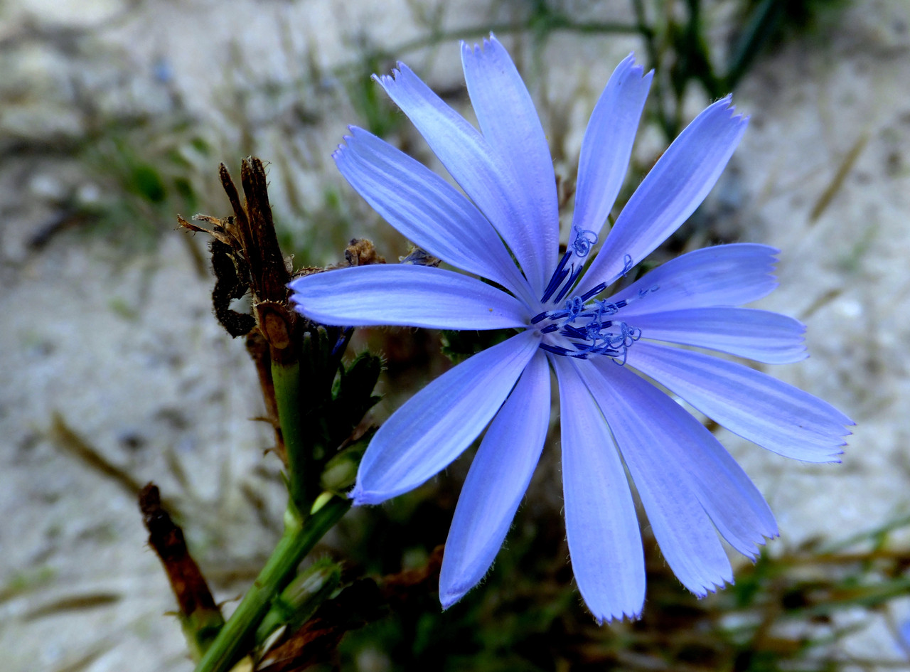 Цикорий обыкновенный трава: продажа, цена в Харькове. Чай от "Мир Трав ...