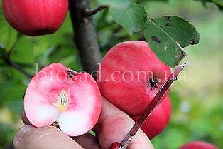 Яблуня червоном'яса Ера (Era), осінній сорт