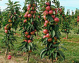 Саженці яблуня колоноподібна "Арбанда" поздня, фото 2
