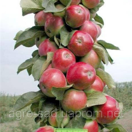 Саженці яблуня колоноподібна "Валюта"