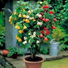 Абутілон - насіння абутілону