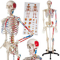 Анатомічний скелет з маркуванням м'язів 181 см + плакат 200 костей 401755