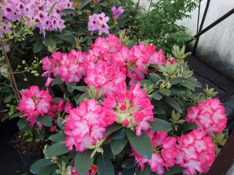 Рододендрон гібридний Sternzauber 2 річний, Рододендрон гібридний Стернзубер, Rhododendron Sternzauber