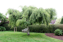 Береза повисла Youngii 2 річна, Береза плакуча Юнги, Betula pendula Youngii, фото 3