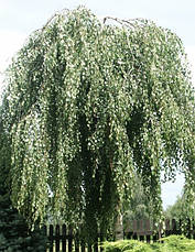 Береза повисла Youngii 2 річна, Береза плакуча Юнги, Betula pendula Youngii, фото 4