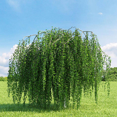 Береза повисла Youngii 2 річна, Береза плакуча Юнги, Betula pendula Youngii, фото 1