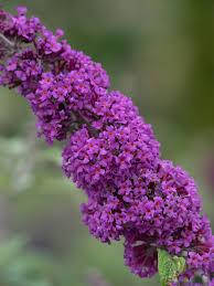 Будлея Давида Border Beauty 2 річна, Будлея Давида Бордер Бьюті, Buddleja davidii Border Beauty