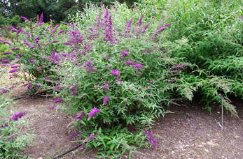 Будлея Давида Border Beauty 2 річна, Будлея Давида Бордер Бьюті, Buddleja davidii Border Beauty, фото 5