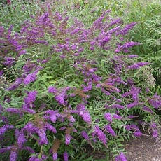 Будлея Давида Border Beauty 2 річна, Будлея Давида Бордер Бьюті, Buddleja davidii Border Beauty, фото 4