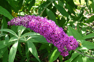 Будлея Давида Border Beauty 2 річна, Будлея Давида Бордер Бьюті, Buddleja davidii Border Beauty, фото 3