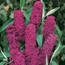Будлея Давида Royal Red 2 річна, Будлея Давида Роял Ред, Buddleja davidii Royal Red, фото 4