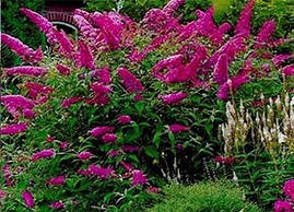 Будлея Давида Royal Red 2 річна, Будлея Давида Роял Ред, Buddleja davidii Royal Red, фото 3