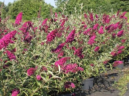Будлея Давида Royal Red 2 річна, Будлея Давида Роял Ред, Buddleja davidii Royal Red, фото 5