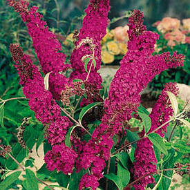 Будлея Давида Royal Red 2 річна, Будлея Давида Роял Ред, Buddleja davidii Royal Red