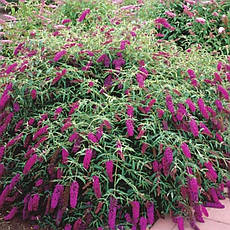 Будлея Давида Royal Red 2 річна, Будлея Давида Роял Ред, Buddleja davidii Royal Red, фото 6