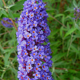 Будлея Давида Nanho Blue 2 річна, Будлея Давида Нано Блю, Buddleja davidii Nanho Blue