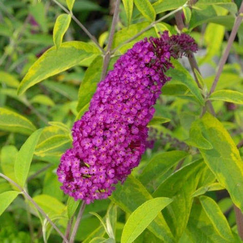 Будлея Давида Santana 2 річна, Будлея Давида Сантана, Buddleja davidii Santana, фото 1
