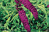 Будлея Давида Santana 2 річна, Будлея Давида Сантана, Buddleja davidii Santana, фото 6