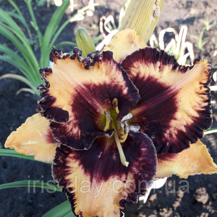 Лілейник Moussaka Моусака, фото 1