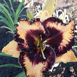 Лілейник Moussaka Моусака