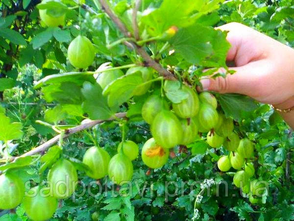 Саджанці крижовика Зелений дощ у конт.1л, фото 2