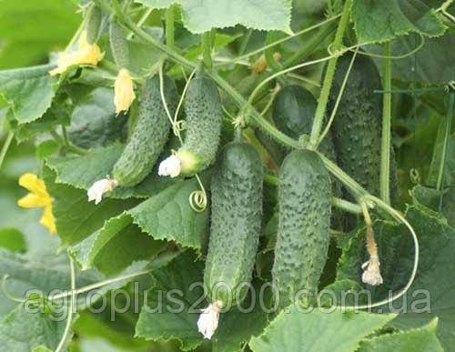 Насіння Огірок самозапильний Еколь F1 поштучно10 насінин Syngenta