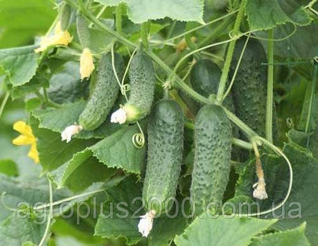 Насіння Огірок самозапильний Еколь F1 поштучно10 насінин Syngenta, фото 1