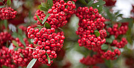 Піраканта Kuntayi 3 річна, Піраканта Кунтаи, Pyracantha coccinea Kuntayi, фото 2