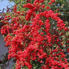 Піраканта Kuntayi 3 річна, Піраканта Кунтаи, Pyracantha coccinea Kuntayi, фото 3