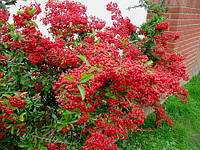 Піраканта Kuntayi 2 річна, Пираканта Кунтаи, Pyracantha coccinea Kuntayi