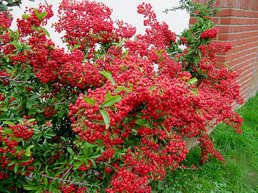 Піраканта Kuntayi 2 річна, Піраканта Кунтаи, Pyracantha coccinea Kuntayi