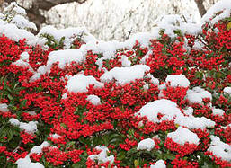 Піраканта Kuntayi 3 річна, Піраканта Кунтаи, Pyracantha coccinea Kuntayi, фото 4