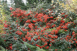 Піраканта Kuntayi 3 річна, Піраканта Кунтаи, Pyracantha coccinea Kuntayi, фото 5