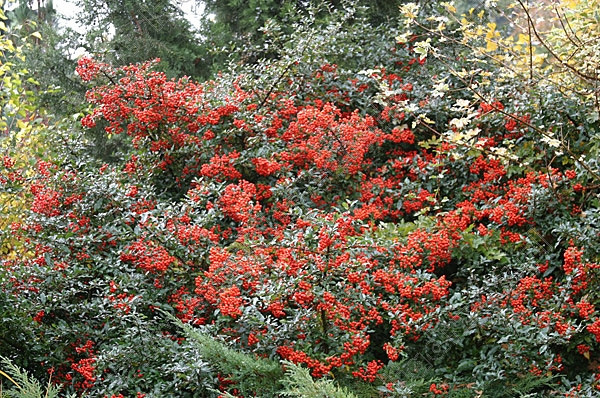 Піраканта Kuntayi 2 річна, Пираканта Кунтаи, Pyracantha coccinea Kuntayi - фото 5 - id-p870370392