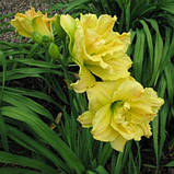 Лілейник Yellow Submarine НОВИНКА, фото 2