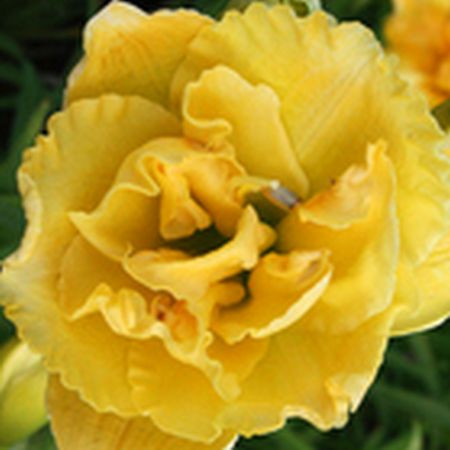 Лілейник Yellow Submarine НОВИНКА, фото 1