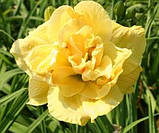 Лілейник Yellow Submarine НОВИНКА, фото 4