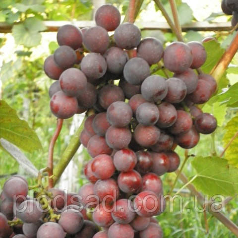 Виноград Кишмиш Катавба