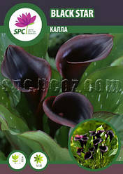 Calla (Калла) Black Star