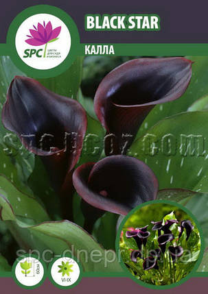 Calla(Кала) Black Star, фото 2