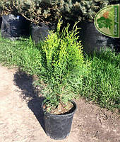 ТУЯ ЗАПАДНАЯ (THUJA OCCIDENTALIS) «SMARAGD» / С5