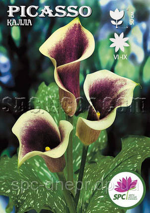 Calla(Кала) Picasso, фото 2