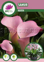 Calla (Калла) Samur