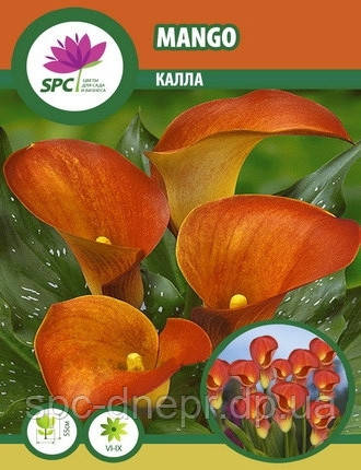 Calla (Калла) Mango, фото 1