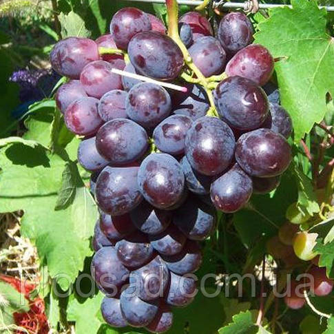 Виноград Пам'яті вчителя